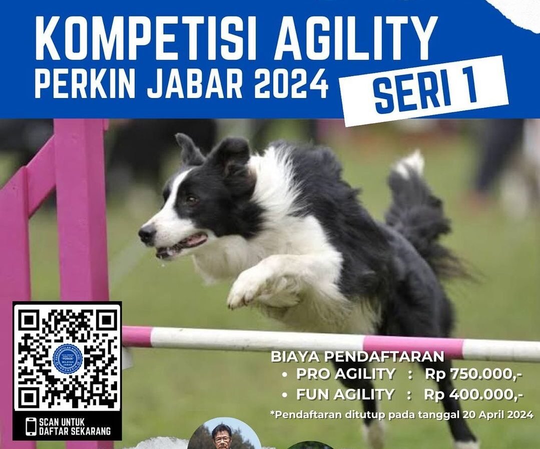 Kompetisi Agility Anjing Perkin Jabar