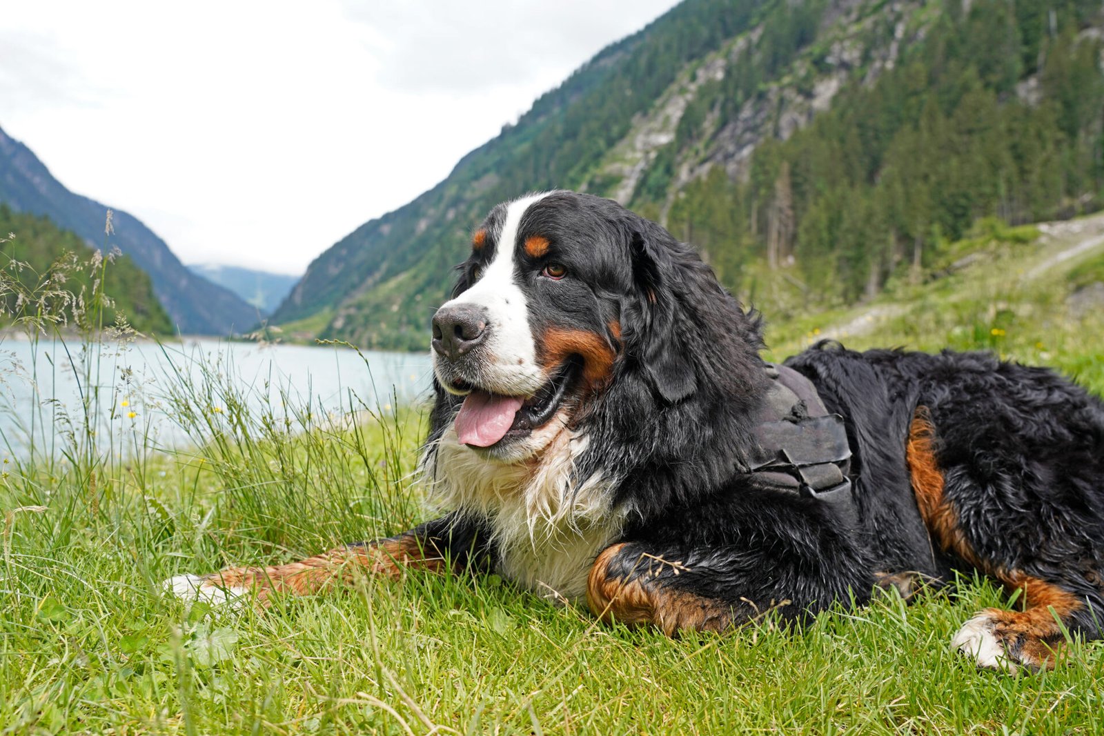 Anjing Bernese Mountain: Informasi Lengkap dan Harga