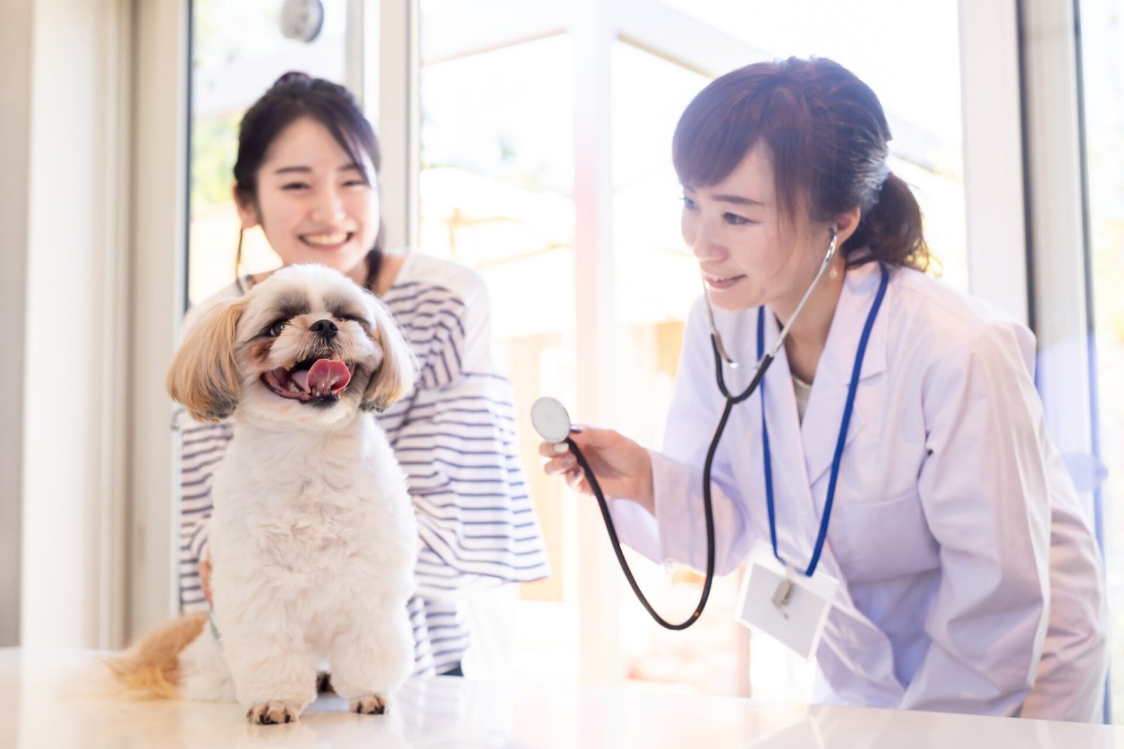 Panduan Lengkap Vaksinasi Anjing
