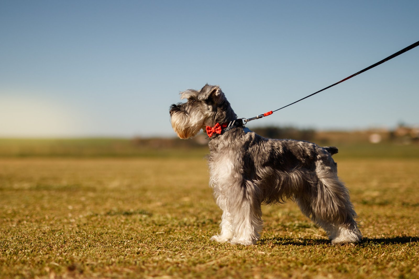 Anjing Miniature Schnauzer: Informasi Lengkap dan Harga