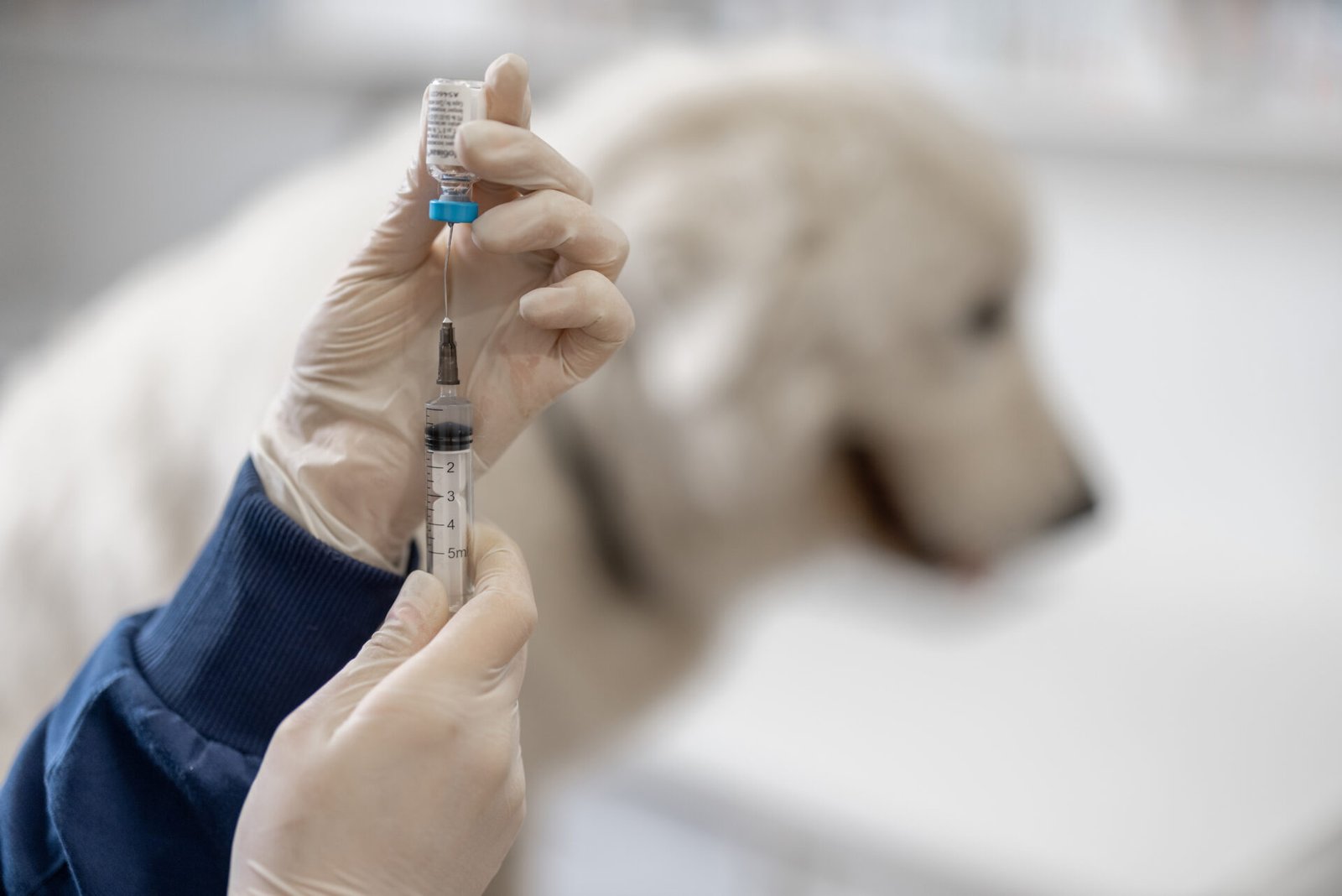 Vaksin Virus Parvo Untuk Anjing